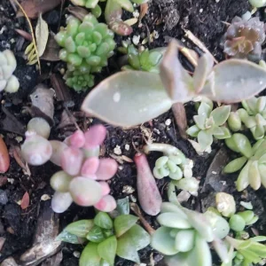 Succulent Leaves for Propagation - 100-300 Count, 50+ Varieties Mixed - Image 6