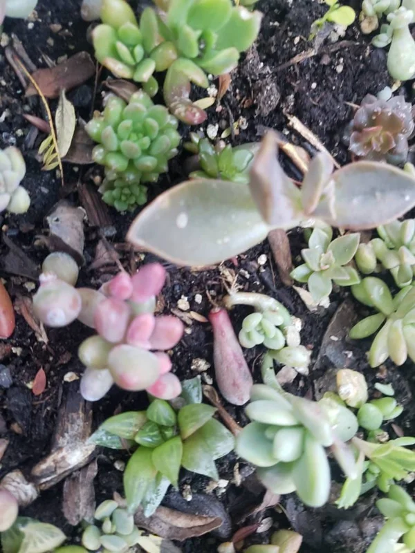 Succulent Leaves for Propagation - 100-300 Count, 50+ Varieties Mixed - Image 6