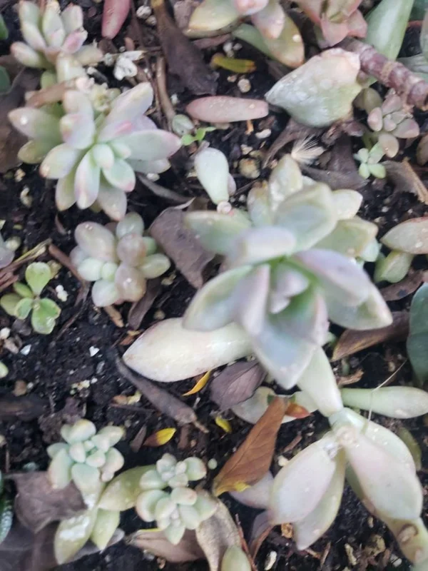 Succulent Leaves for Propagation - 100-300 Count, 50+ Varieties Mixed - Image 7