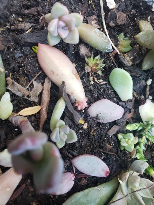 Succulent Leaves for Propagation - 100-300 Count, 50+ Varieties Mixed - Image 9