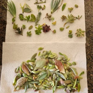Succulent Leaves for Propagation - 100-300 Count, 50+ Varieties Mixed - Image 1