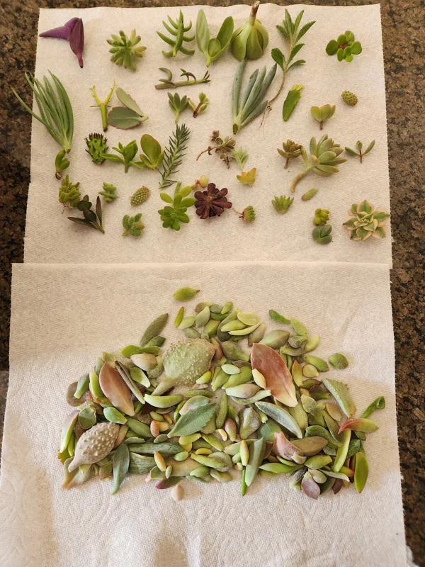 Succulent Leaves for Propagation - 100-300 Count, 50+ Varieties Mixed - Image 1