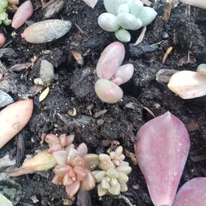 Succulent Leaves for Propagation - 100-300 Leaves, 50+ Varieties Mix - Image 10