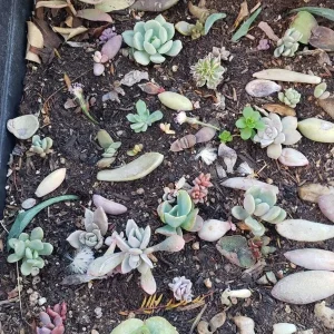 Succulent Leaves for Propagation - 100-300 Leaves, 50+ Varieties Mix - Image 2