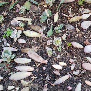 Succulent Leaves for Propagation - 100-300 Leaves, 50+ Varieties Mix - Image 3