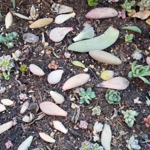 Succulent Leaves for Propagation - 100-300 Leaves, 50+ Varieties Mix - Image 4