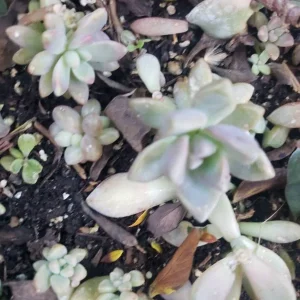 Succulent Leaves for Propagation - 100-300 Leaves, 50+ Varieties Mix - Image 7