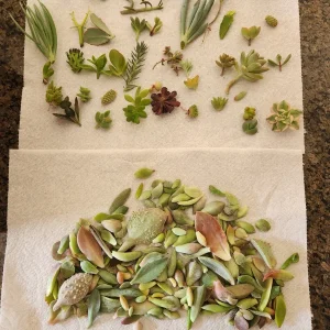 Succulent Leaves for Propagation - 100-300 Leaves, 50+ Varieties Mix - Image 1