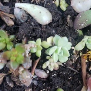 Succulent Leaves for Propagation - 100-300 Leaves, 50+ Varieties Mix - Image 8