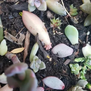 Succulent Leaves for Propagation - 100-300 Leaves, 50+ Varieties Mix - Image 9