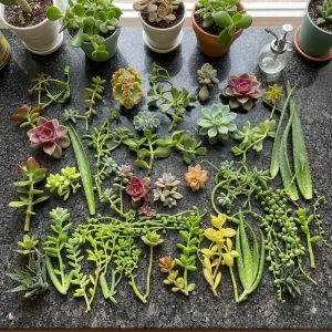 Succulent Propagation Starter Kit - 500 Leaves & 500 Cuttings with Guide - Image 3