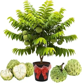 Sugar Apple Live Plant - 5-Gallon Pot, 4-5 Ft Tall, Tropical Fruit Tree - Image 3