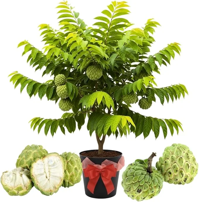 Sugar Apple Live Plant - 5-Gallon Pot, 4-5 Ft Tall, Tropical Fruit Tree - Image 6