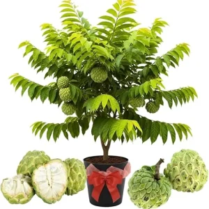 Sugar Apple Live Plant - 5-Gallon Pot, 4-5 Ft Tall, Tropical Fruit Tree - Image 7