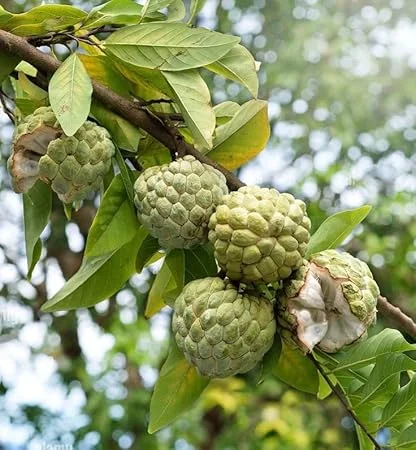 Sugar Apple Live Plant, Annona Squamosa Fruit Tree, 7-9'' Tall, Potted - Image 4