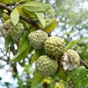 Sugar Apple Live Plant, Annona Squamosa Fruit Tree, 7-9'' Tall, Potted - Image 6