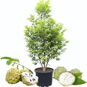 Sugar Apple Tree Live Plant - 5 Gallon Pot, 3-4 Feet Tall, Sweet Fruit - Image 6