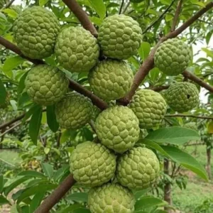 Sugar Apple Tree Live Plant, Annona Squamosa Sweet Fruit, 3 Inch Pot, 6-10 Inch Tall, Outdoor - Image 4