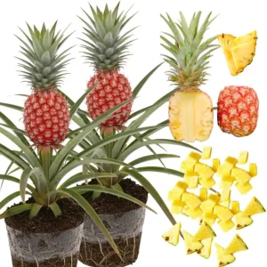 Sugarloaf Pineapple Live Plants - Pack of 2, 4-8 Inch Tall, Outdoor Fruit - Image 2
