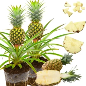 Sugarloaf Pineapple Live Plants - Pack of 2, 4-8 Inch Tall, Outdoor Fruit - Image 4