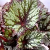 Summer Storm Begonia Live Plant - 2 Pack, 5-7 Inch Tall - Indoor/Outdoor Foliage - Image 1