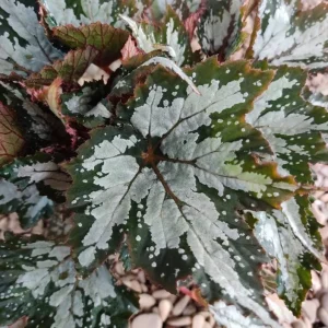 Summer Storm Begonia Live Plant – Rex Begonia Angel Wing Foliage – 5-7 Inch Tall Indoor/Outdoor - Image 2