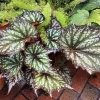 Summer Storm Begonia Live Plant – Rex Begonia Angel Wing Foliage – 5-7 Inch Tall Indoor/Outdoor - Image 1
