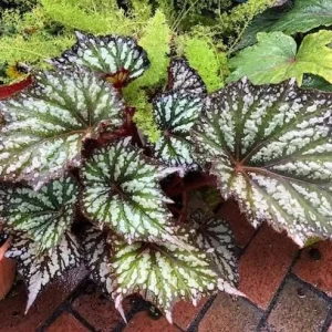 Summer Storm Begonia Live Plant – Rex Begonia Angel Wing Foliage – 5-7 Inch Tall Indoor/Outdoor - Image 1