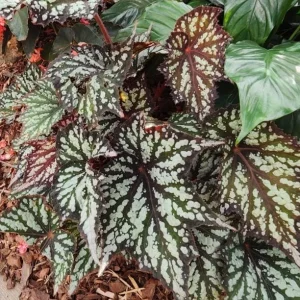 Summer Storm Begonia Live Plant – Rex Begonia Angel Wing Foliage – 5-7 Inch Tall Indoor/Outdoor - Image 5