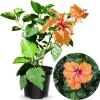 Sunset Hibiscus Plant Live, Hardy Shrub 8-10 Inch, Colorful Outdoor Blooms - Image 1