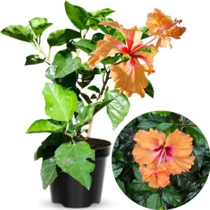 Sunset Hibiscus Plant Live, Hardy Shrub 8-10 Inch, Colorful Outdoor Blooms - Image 1