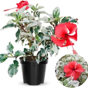 Sunset Hibiscus Plant Live, Hardy Shrub 8-10 Inch, Colorful Outdoor Blooms - Image 2