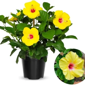 Sunset Hibiscus Plant Live, Hardy Shrub 8-10 Inch, Colorful Outdoor Blooms - Image 4
