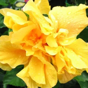 Sunset Hibiscus Plant Live, Hardy Shrub 8-10 Inch, Colorful Outdoor Blooms - Image 5