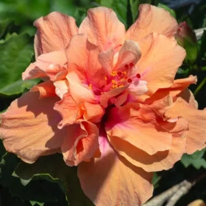 Sunset Hibiscus Plant Live, Hardy Shrub 8-10 Inch, Colorful Outdoor Blooms - Image 6
