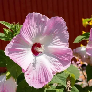 Sunset Hibiscus Plant Live, Hardy Shrub 8-10 Inch, Colorful Outdoor Blooms - Image 7