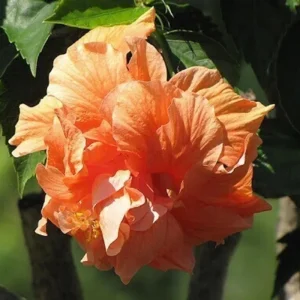 Sunset Hibiscus Plant Live, Hardy Shrub 8-10 Inch, Colorful Outdoor Blooms - Image 8