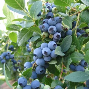Sunshine Blue Blueberry Live Plant - Vaccinium Southern Highbush - Edible Fruit - Image 2