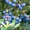 Sunshine Blue Blueberry Live Plant - Vaccinium Southern Highbush - Edible Fruit - Image 1