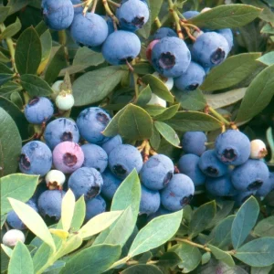 Sunshine Blue Blueberry Live Plant - Vaccinium Southern Highbush - Edible Fruit - Image 1