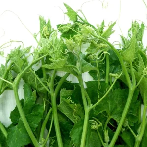 Super Squash Buds Pumpkin Seeds - 80 High Top Planting Seeds for Garden - Image 1