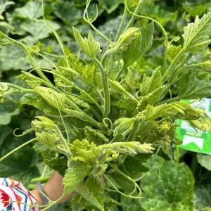 Super Squash Buds Pumpkin Seeds - 80 High Top Planting Seeds for Garden - Image 4