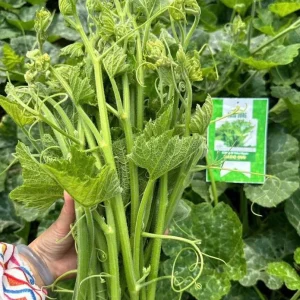 Super Squash Buds Pumpkin Seeds - 80 High Top Planting Seeds for Garden - Image 6