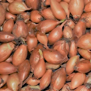 Super Sweet Yellow Onion Sets - Non-GMO Heirloom Bulbs for Planting, Cold Hardy - Image 2