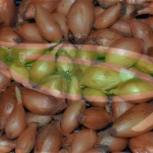 Super Sweet Yellow Onion Sets - Non-GMO Heirloom Bulbs for Planting, Cold Hardy - Image 4