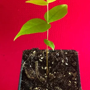 Surinam Cherry Eugenia Uniflora Live Plant - Red Pitanga Tree, 3-6