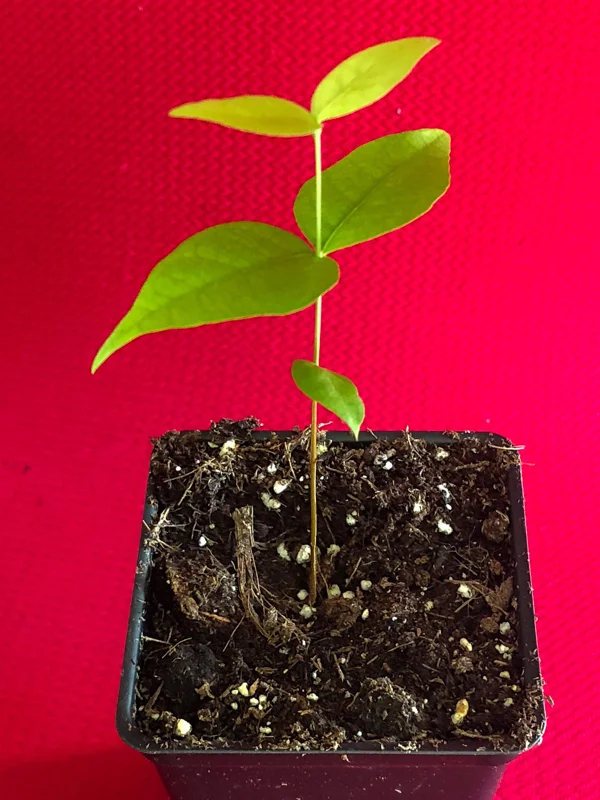 Surinam Cherry Eugenia Uniflora Live Plant - Red Pitanga Tree, 3-6" Tall, 2.5" Pot - Image 2