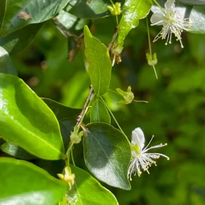 Surinam Cherry Eugenia Uniflora Live Plant - Red Pitanga Tree, 3-6