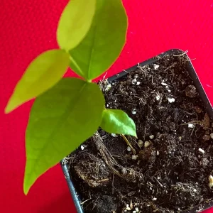 Surinam Cherry Eugenia Uniflora Live Plant - Red Pitanga Tree, 3-6