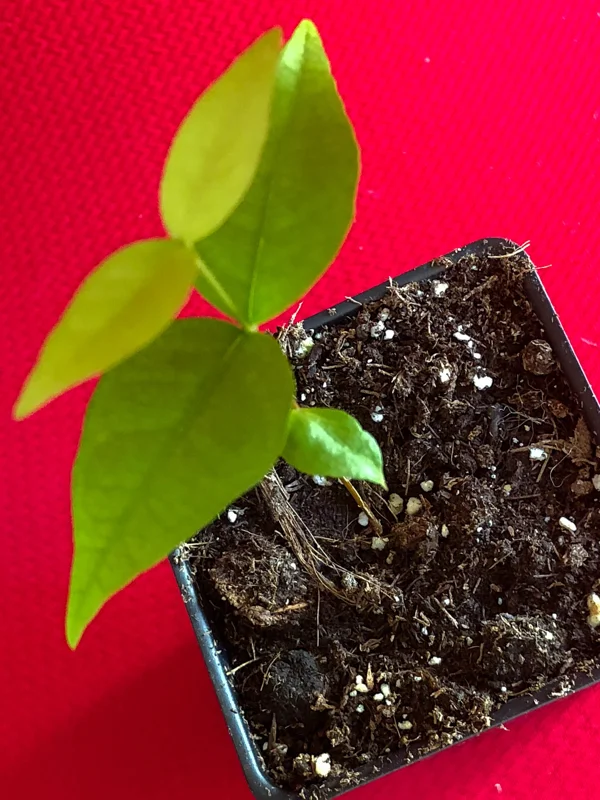 Surinam Cherry Eugenia Uniflora Live Plant - Red Pitanga Tree, 3-6" Tall, 2.5" Pot - Image 4